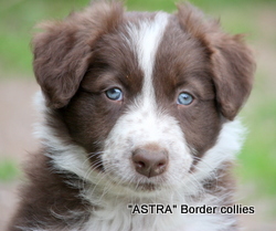 Red Tricolour MALE border collie puppy